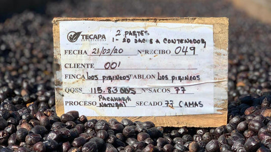 Inside Los Pirineos - THE BARN Coffee Roasters Berlin