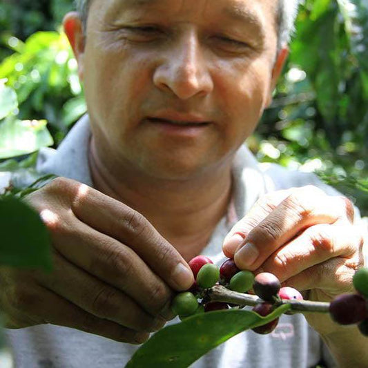 "Quality is our aim" - Julian Palomino - THE BARN Coffee Roasters Berlin