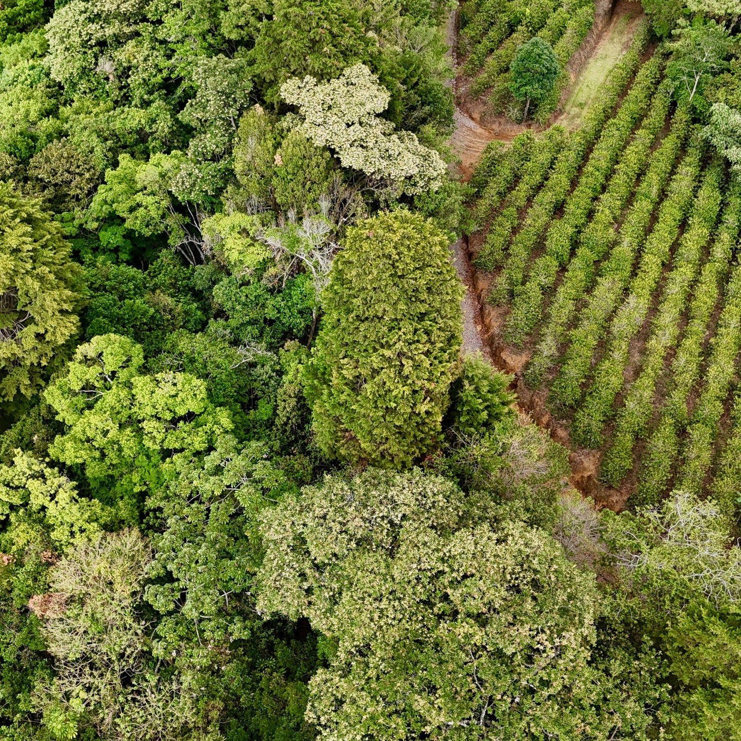 AEROPRESS GIFT BUNDLE