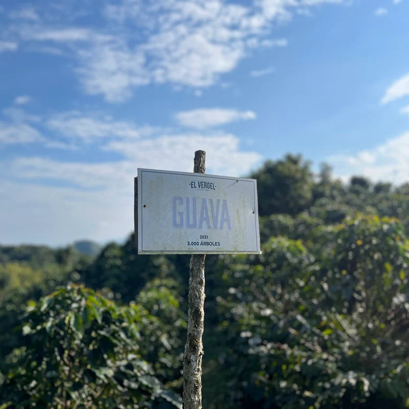 Sign indicating 'Guava' on a tree with a blue sky and green trees in the background