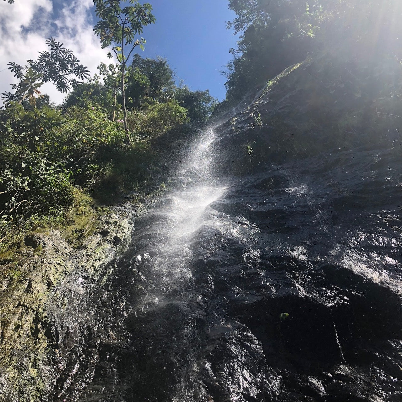 LA NEGRITA RED GESHA