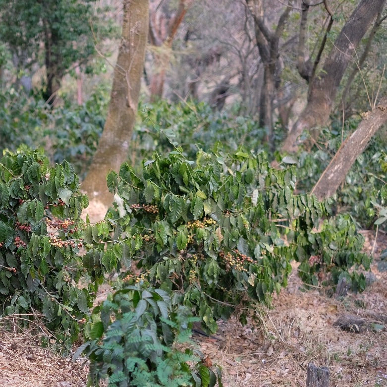 FINCA GASCON YEAST FERMENTATION
