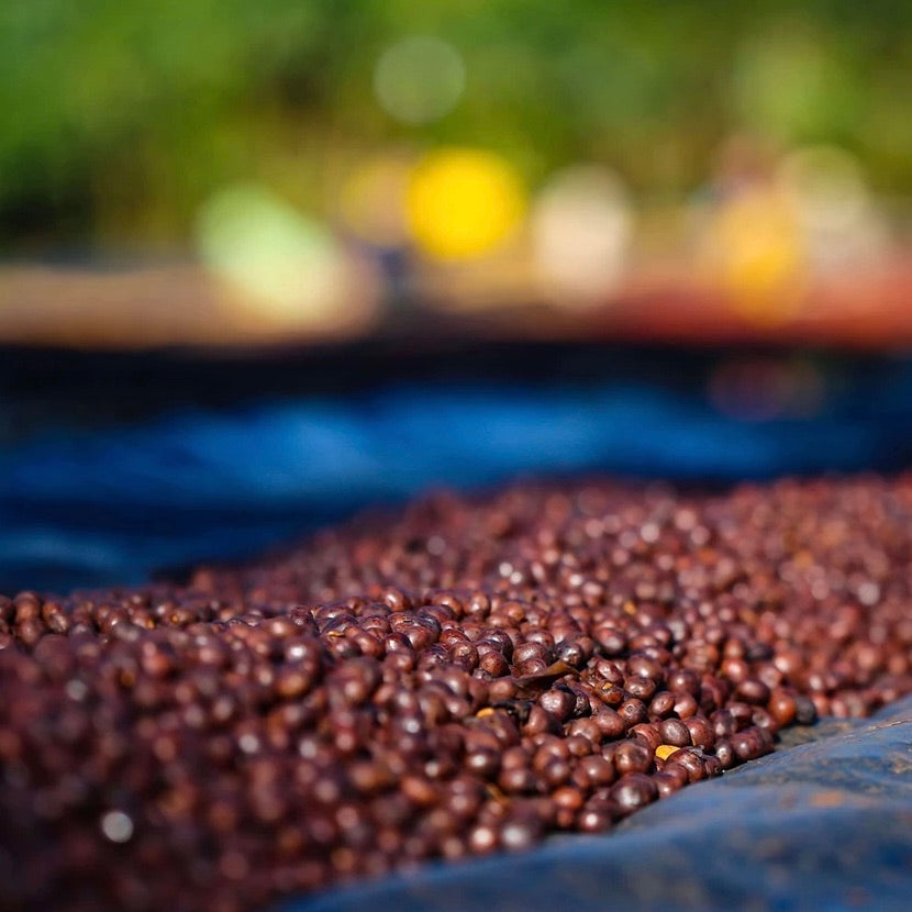 Drying coffee cherries in Ethiopia