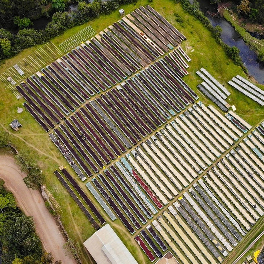 Coffee drying beds at Shantawene
