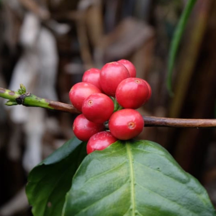 Red coffee berries on a branch with green leaves