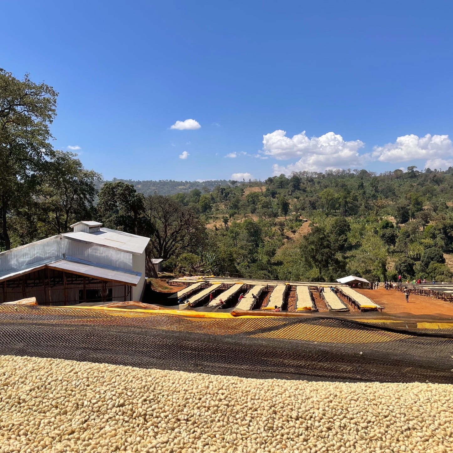 Roasted coffee beans on drying beds with a scenic background of trees and hills.