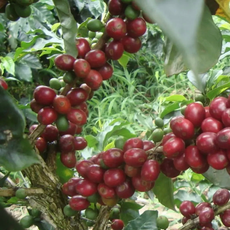 Red coffee berries on a branch with green leaves in the background
