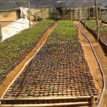 Garden beds with young plants in a greenhouse setting