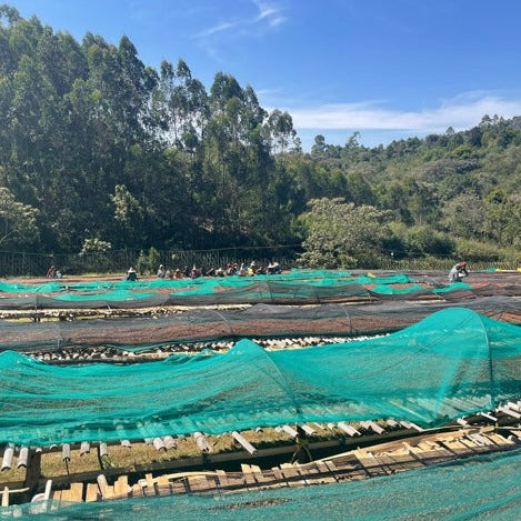 Coffee drying beds in Ethiopia