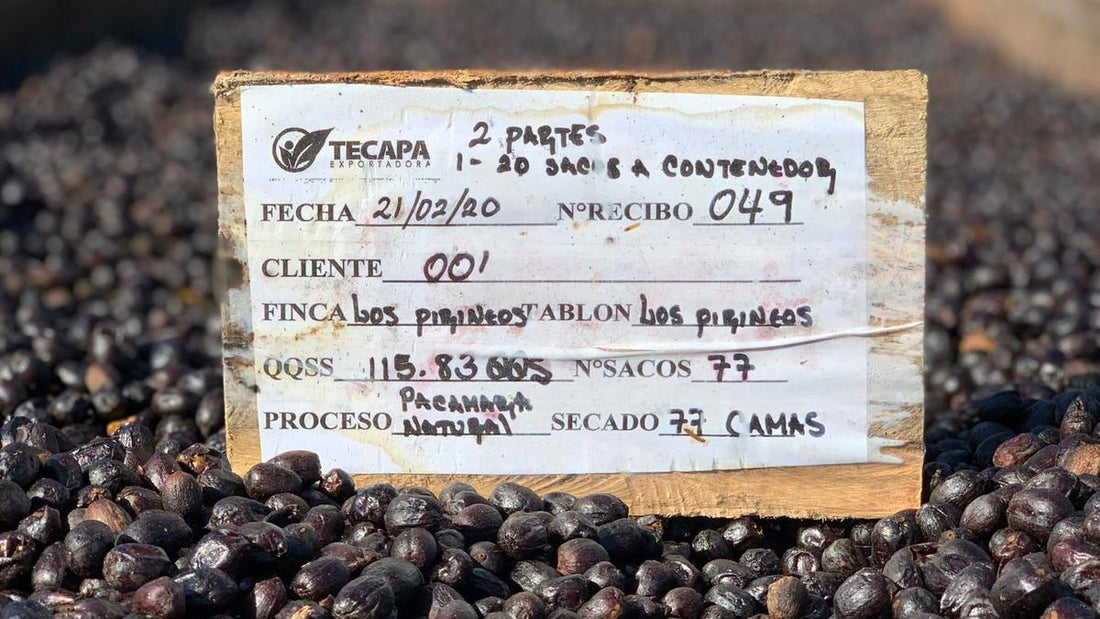 Inside Los Pirineos - THE BARN Coffee Roasters Berlin