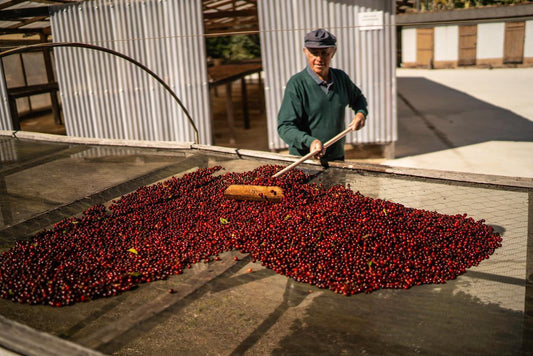 WUSH WUSH - The New Gesha? - THE BARN Coffee Roasters Berlin