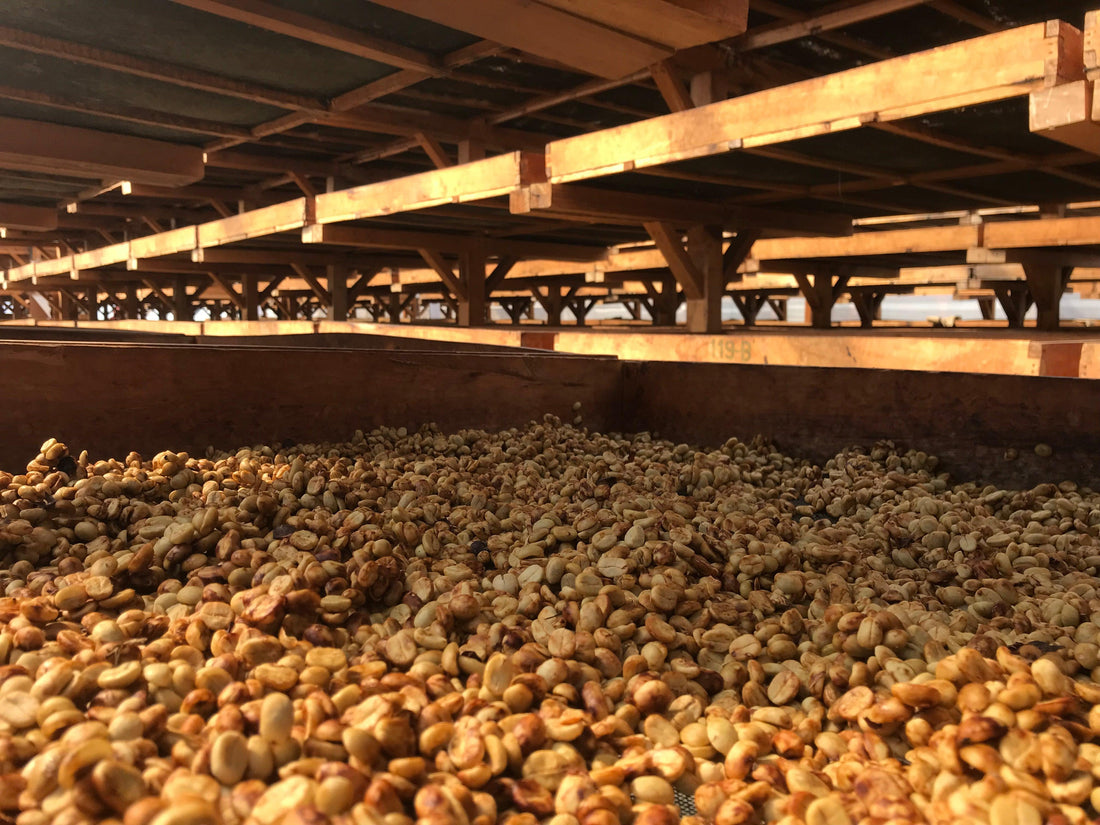 Sustainability Project at Origin - THE BARN Coffee Roasters Berlin