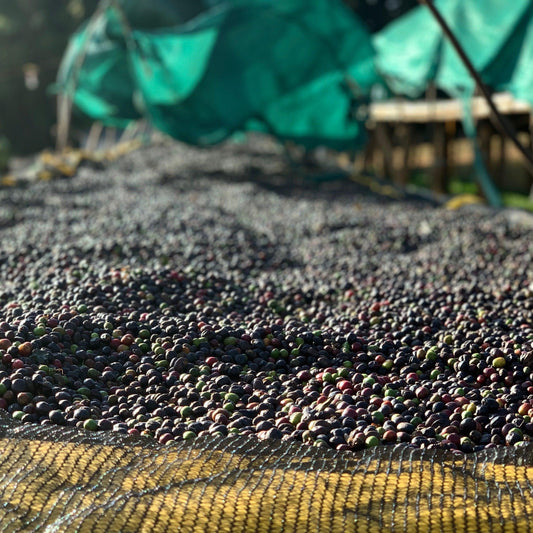 Approaching Sustainability - THE BARN Coffee Roasters Berlin