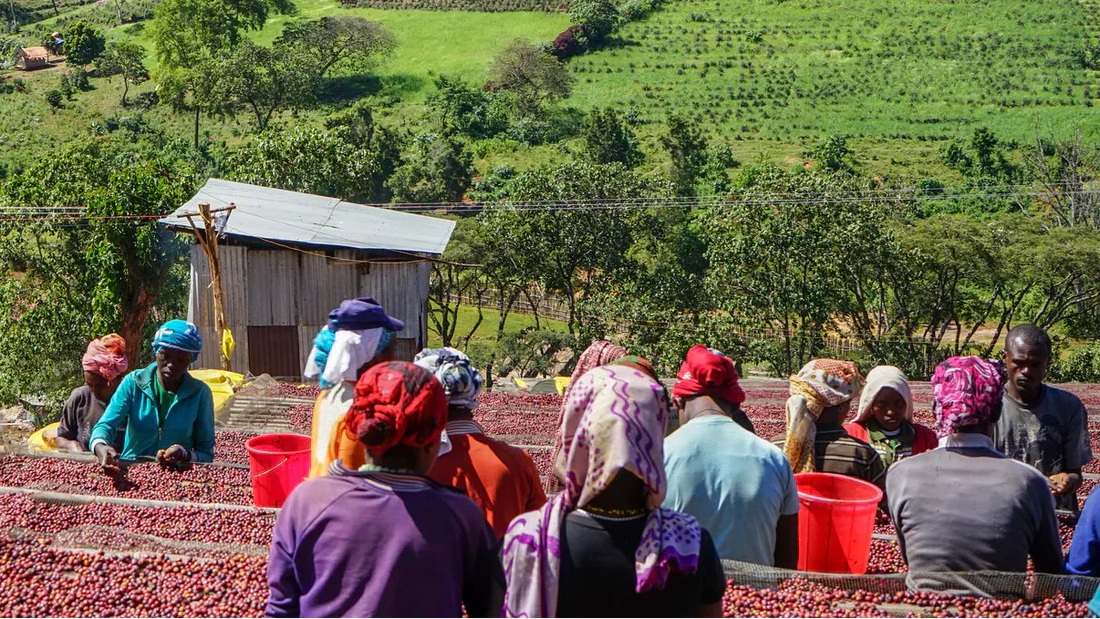 Yirgacheffe Coffee: Ethiopia's Most Iconic Coffee Region