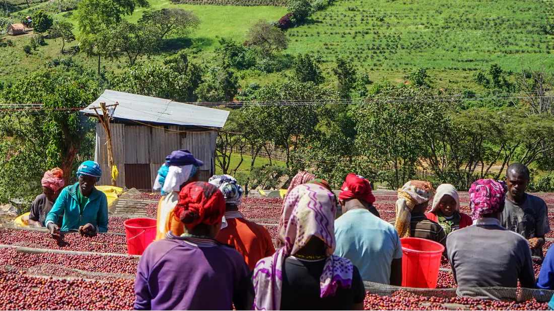 Yirgacheffe Coffee: Ethiopia's Most Iconic Coffee Region