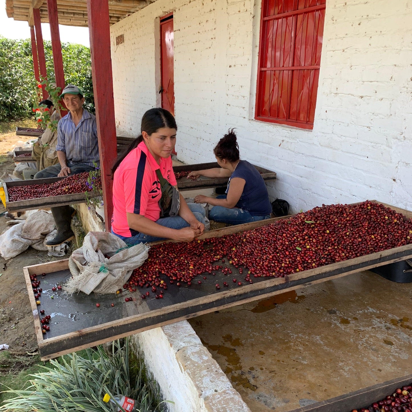 Casa Negra Sorting