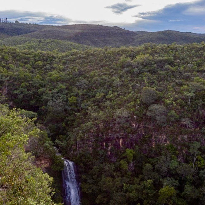 DATERRA GESHA AEROBIC