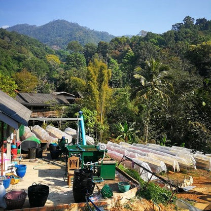 The processing facilities and drying tables at Doi Saket