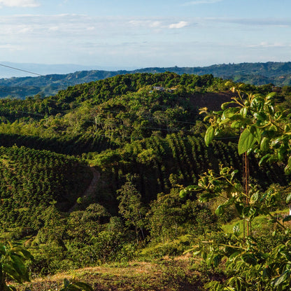 View of El Vergel coffee farm