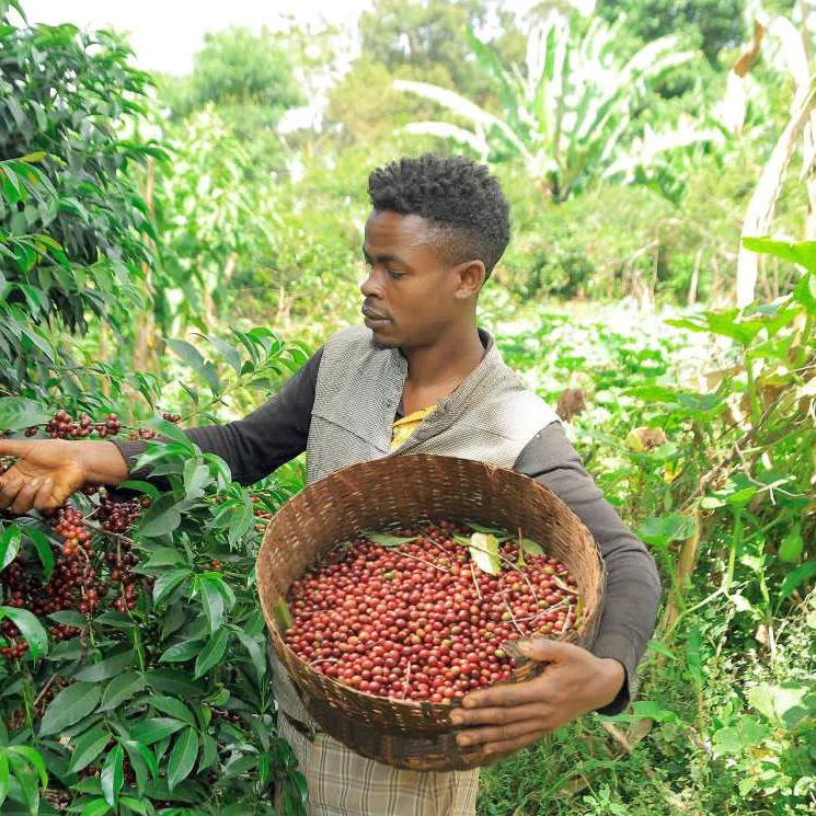 Coffee harvest at Banko Gotiti