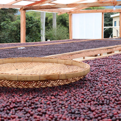 NINHO DA AGUIA (4661974007888)