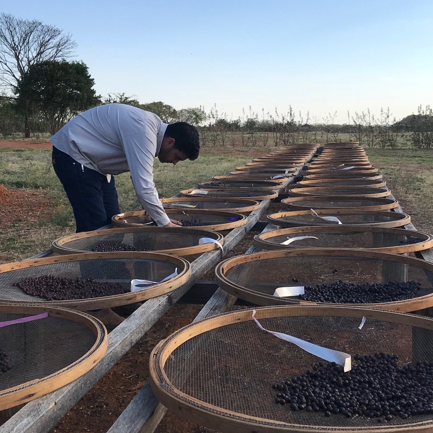 DATERRA MASTERPIECE LAURINA 