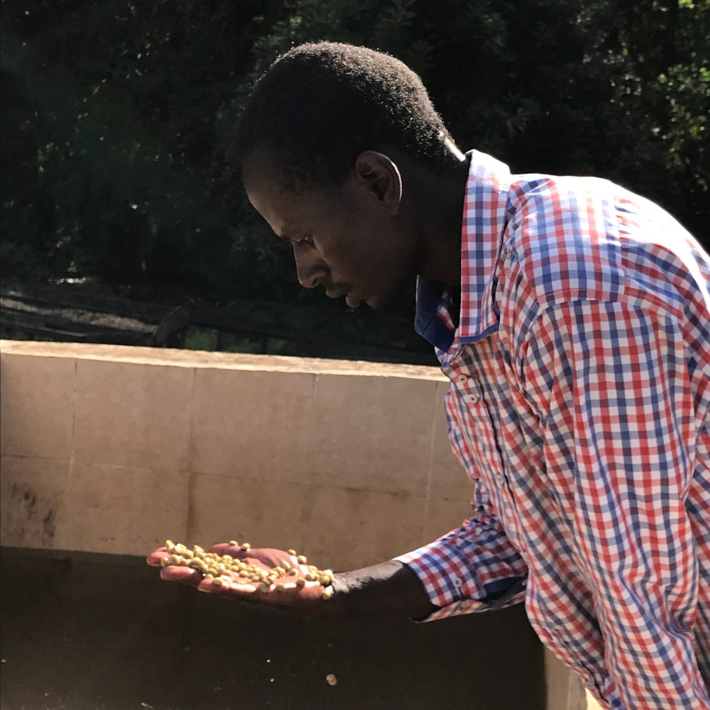 Coffee farmer holding a handful of beans outdoors