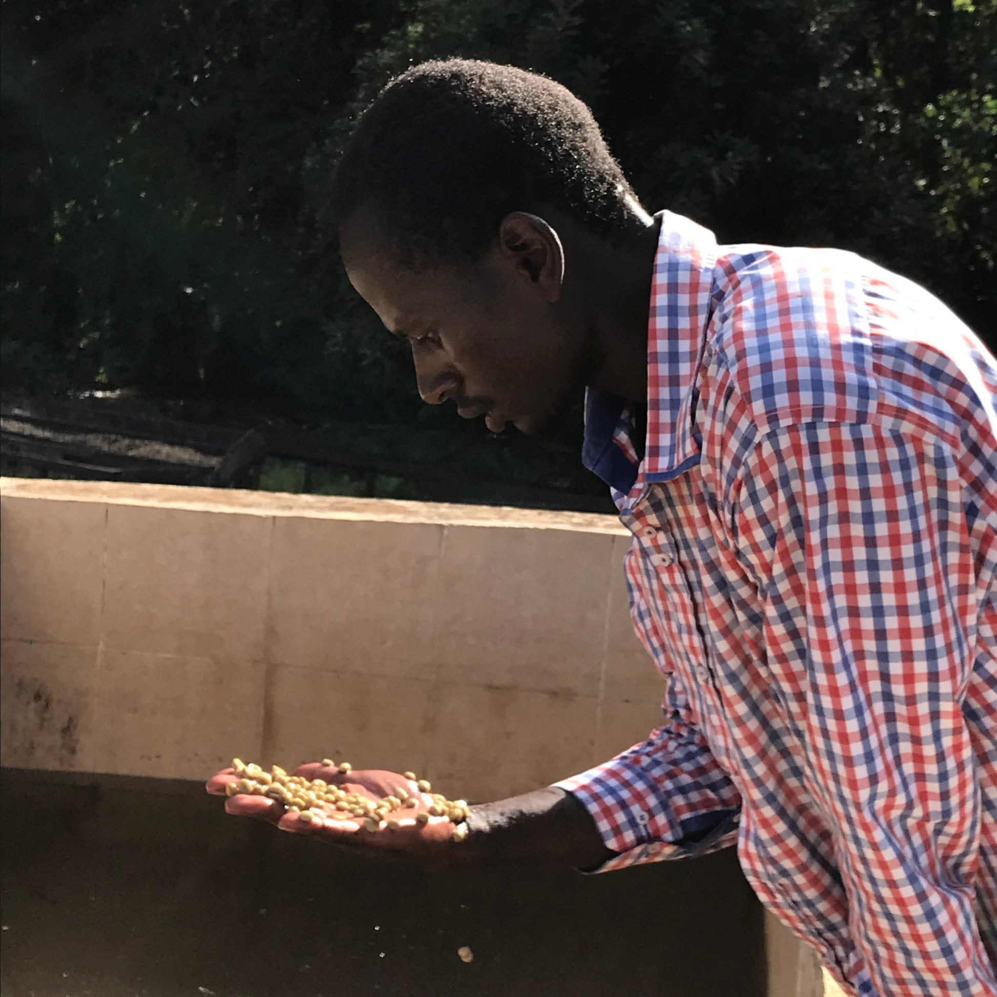 Coffee farmer holding a handful of beans outdoors