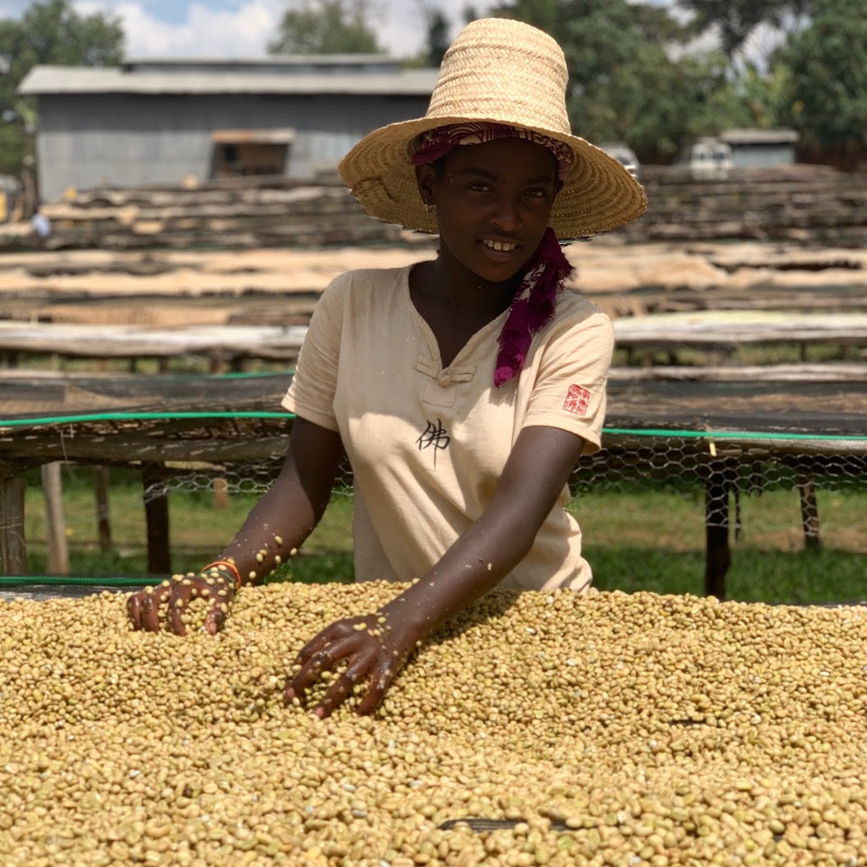 Coffee beans being sorted at Nano Challa