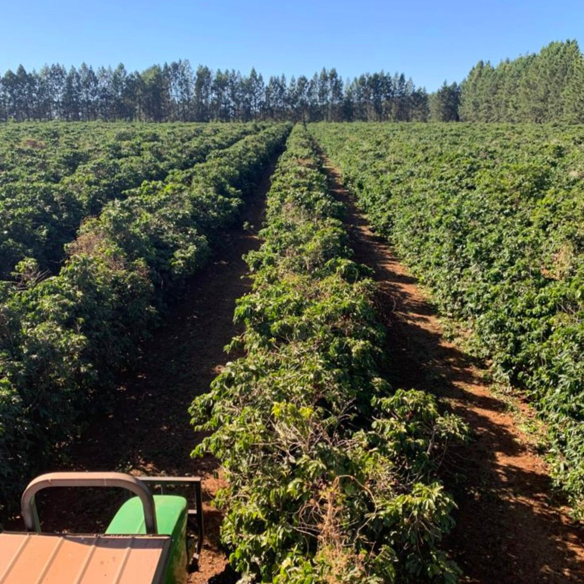 Aramosa coffee growing on Our Plot