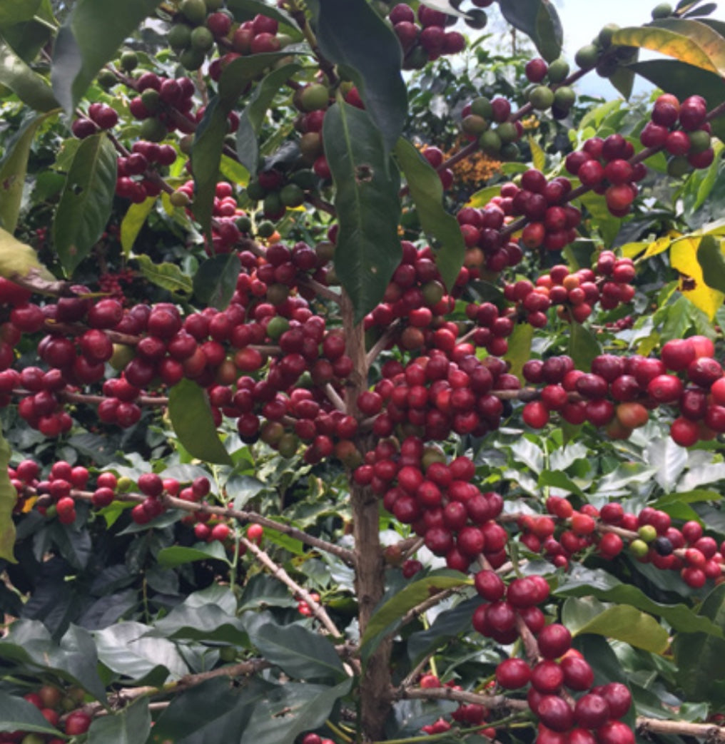 Coffee cherries at Buena Vista farm