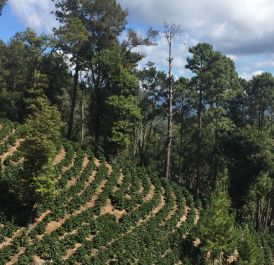 View of Buena Vista coffee farm