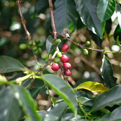LA BANDERA TYPICA