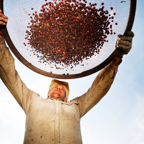 CELSO MINUSSI