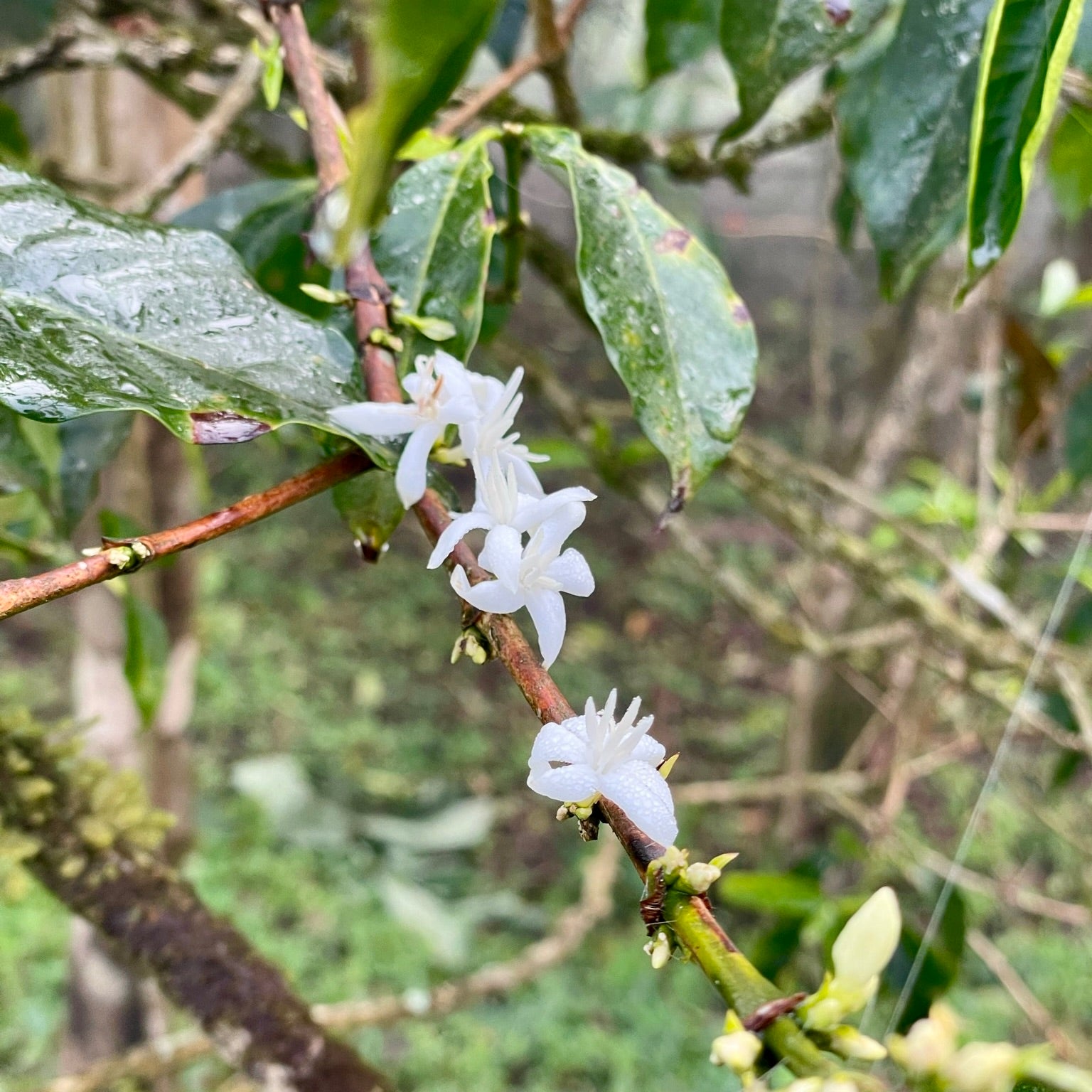 Coffee blossom at Mohamed Ali