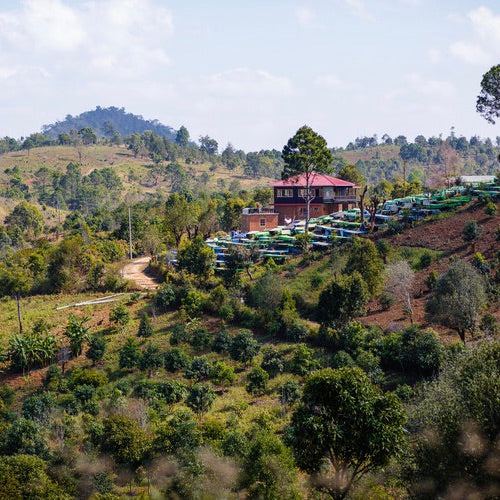 A view of coffee plants in Myanmar