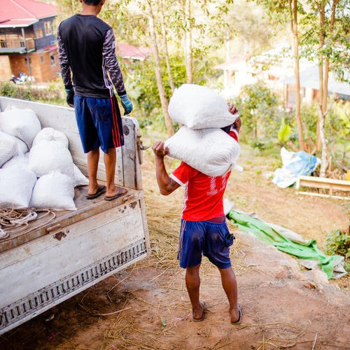 Farm workers with coffee in Myanmar