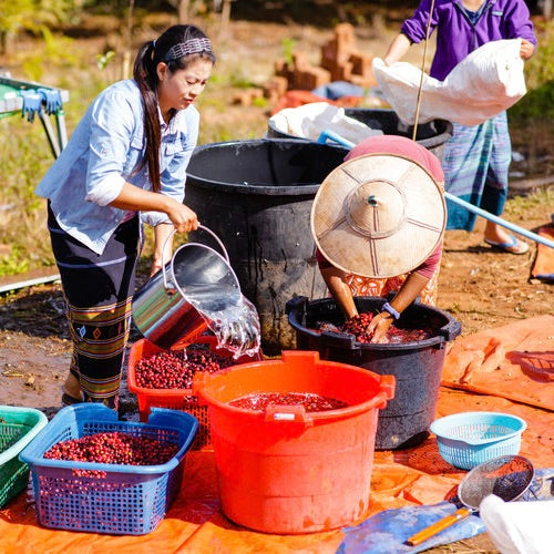 Sorting fresh coffee cherries in Myanmar