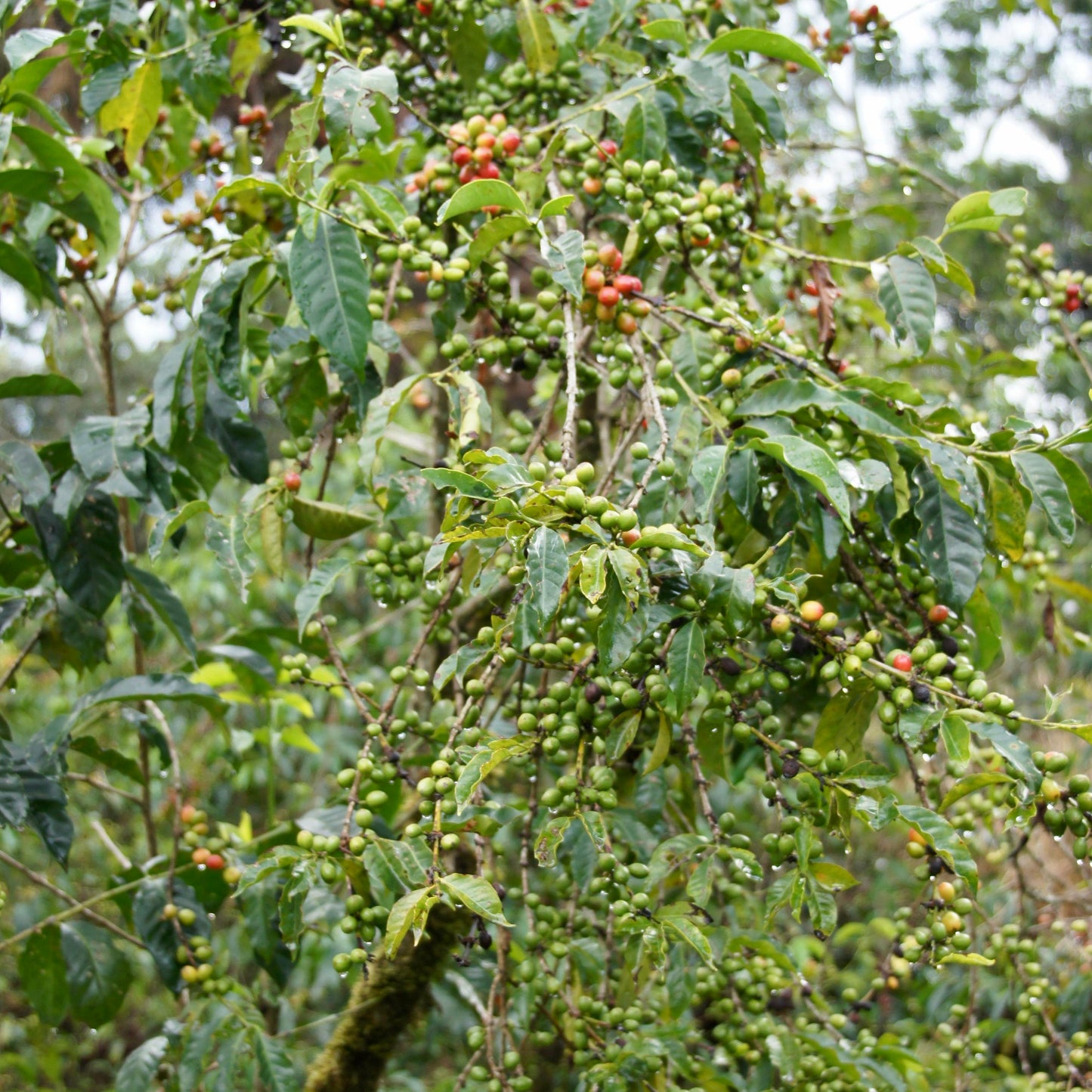 Nano Challa coffee cherries