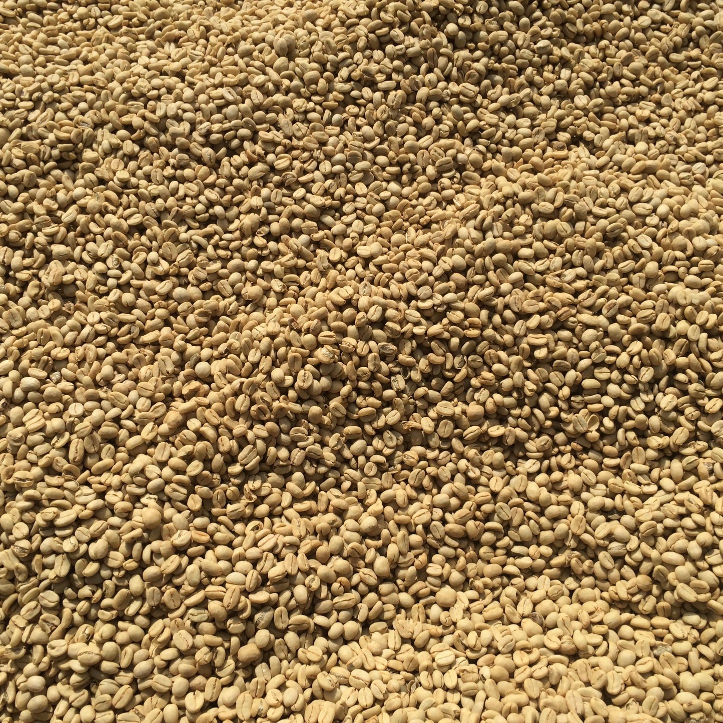 Washed coffee beans at Nano Challa