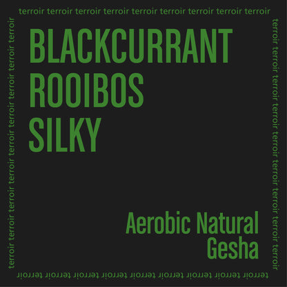 DATERRA GESHA AEROBIC