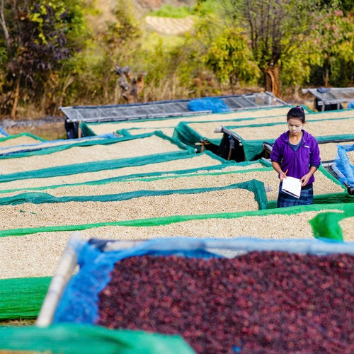 Coffee beans on drying beds at the farm in Myanmar