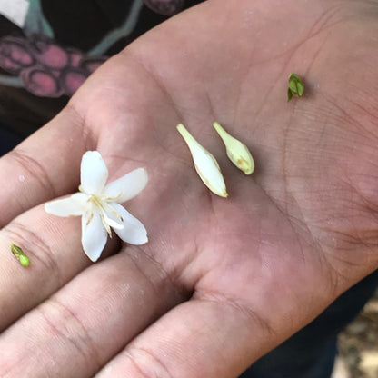 A person hand holding flower buds - SUNDROP (4856567791696)