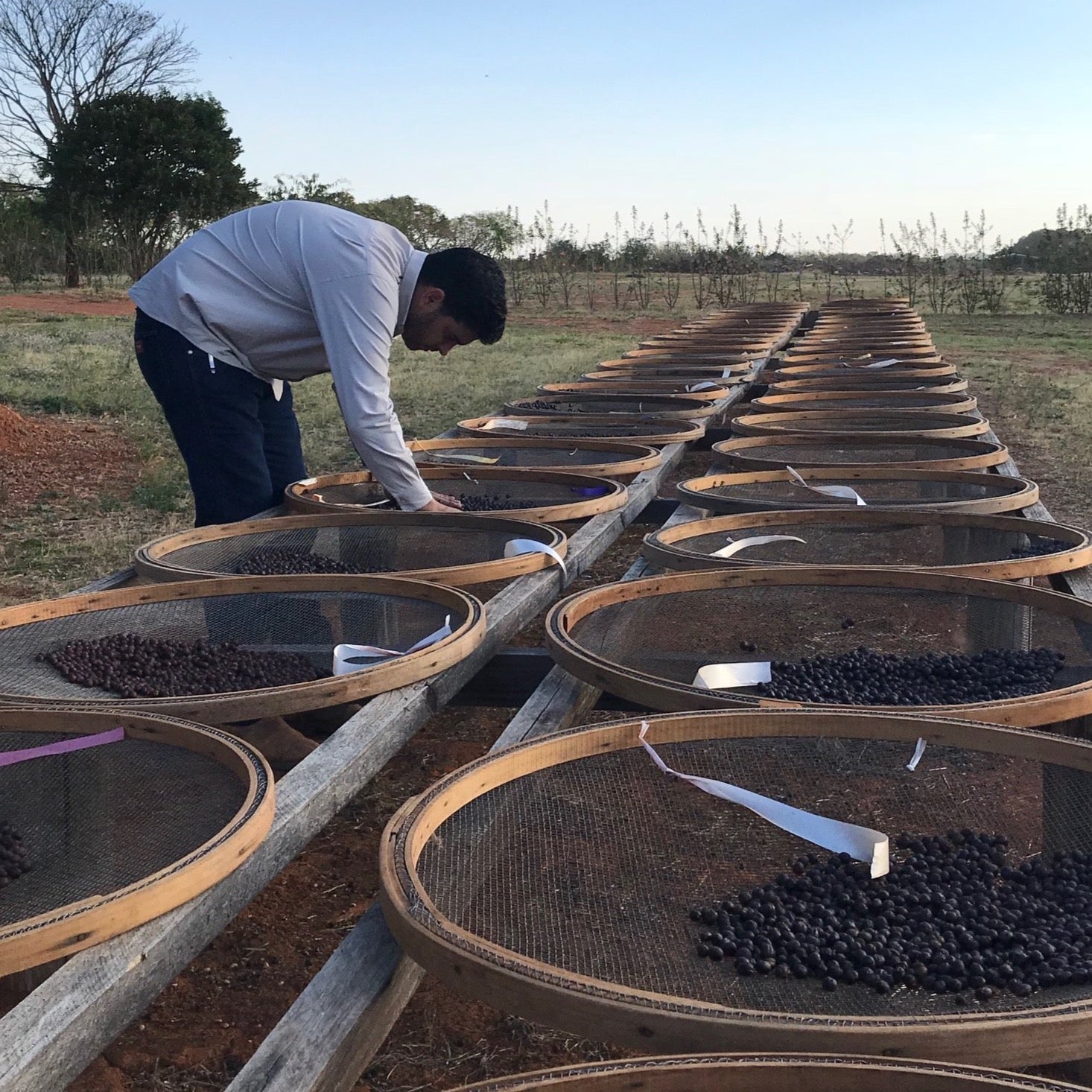 A person checking coffee cherries on drying beds - SUNDROP (4856567791696)