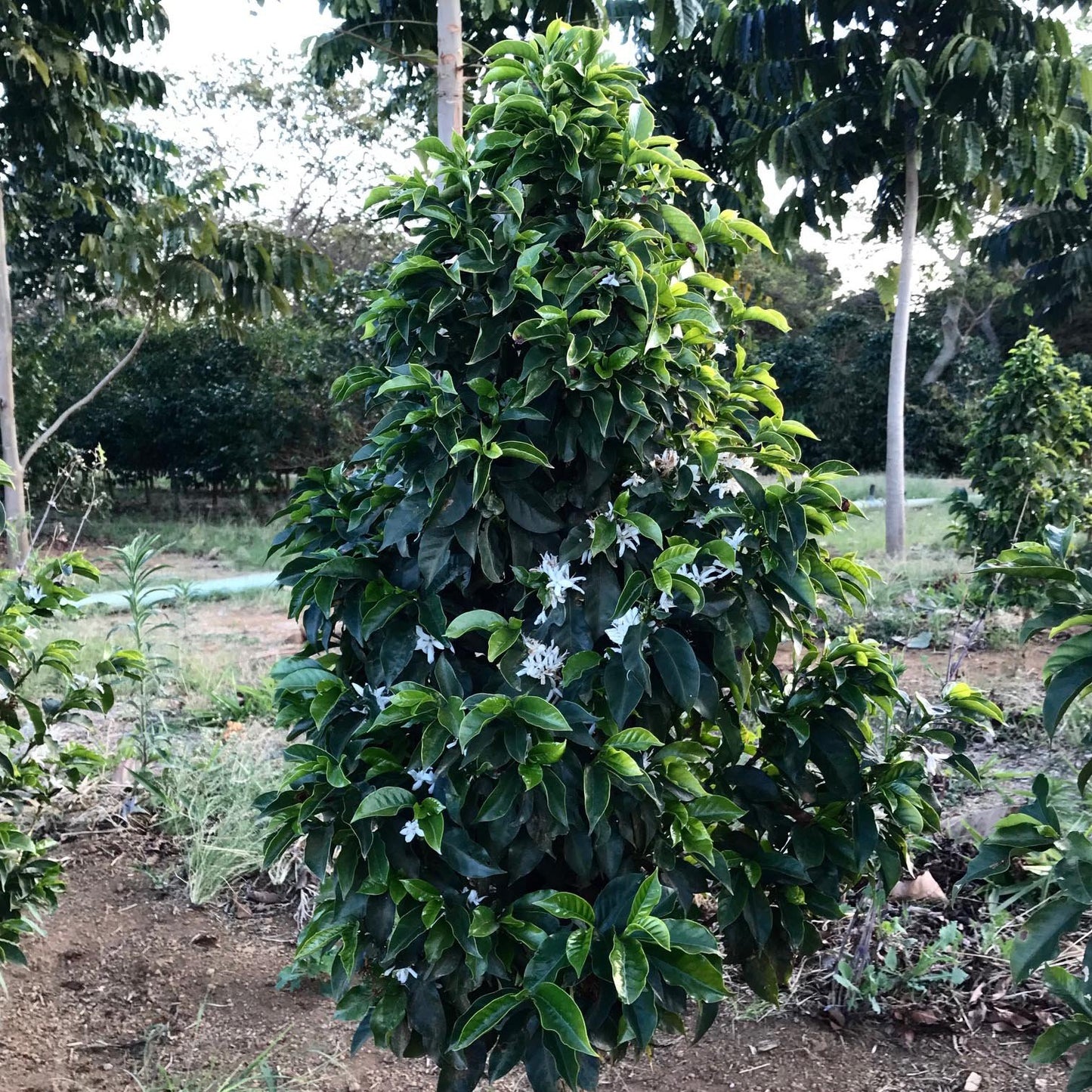 Coffee plants growing in Costa Rica